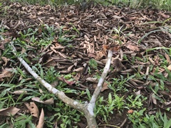 Brachythemis contaminata