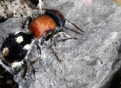 Ronisia brutia