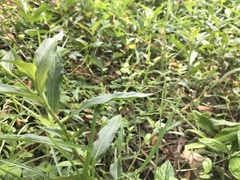 Ceriagrion coromandelianum