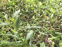 Ceriagrion coromandelianum