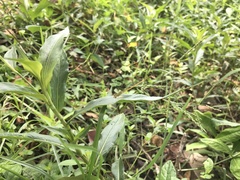 Ceriagrion coromandelianum