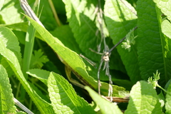 Argentagrion ambiguum