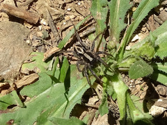 Alopecosa albofasciata