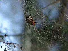 Frontinellina frutetorum