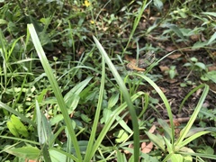 Brachythemis contaminata
