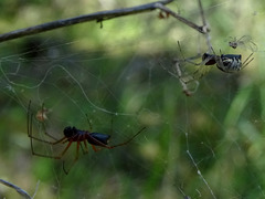 Frontinellina frutetorum