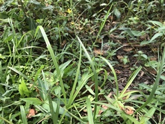 Brachythemis contaminata