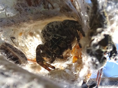 Stegodyphus lineatus