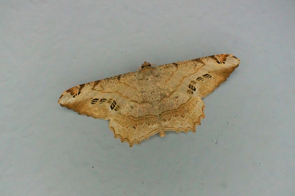 Semiothisa