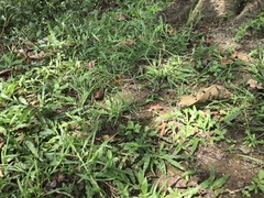 Brachythemis contaminata