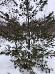 Pinus strobus