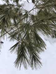 Pinus strobus