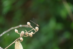 Hetaerina rosea