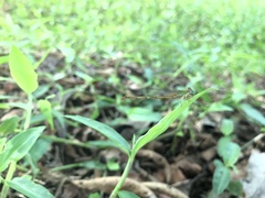 Ceriagrion coromandelianum