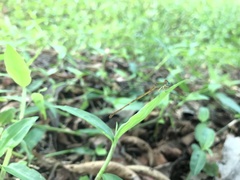 Ceriagrion coromandelianum