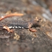 Spectacled Salamanders - Photo (c) Sandra Rosselli, some rights reserved (CC BY-NC), uploaded by Sandra Rosselli