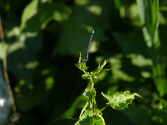 Ischnura fluviatilis