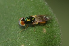 Microchrysa