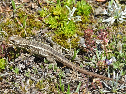Günther's Whorltail Iguana