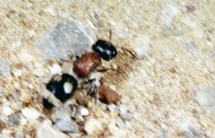 Blakeius bipunctatus