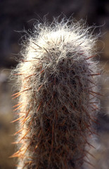Oreocereus celsianus