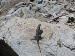 Sceloporus graciosus