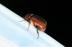 Holotrichia parallela