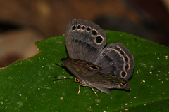 Eunogyra satyrus