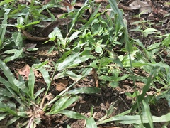 Ceriagrion coromandelianum