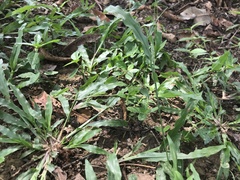 Ceriagrion coromandelianum