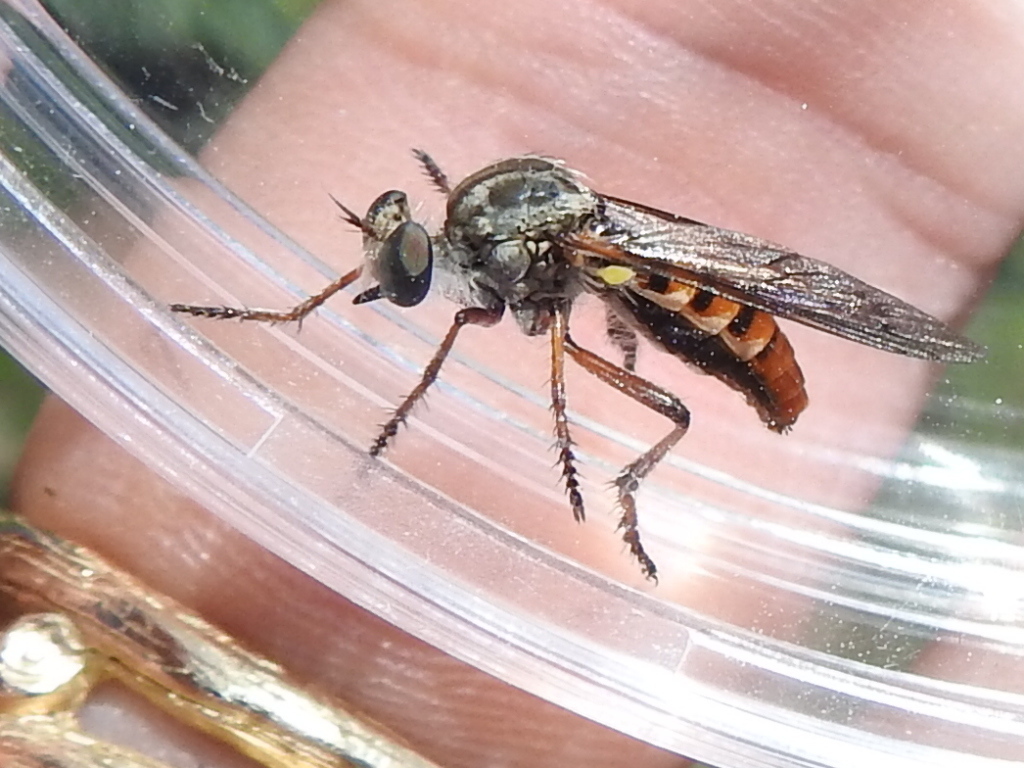 Braod-tailed Twigsitter