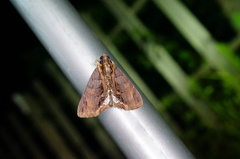 Ercheia umbrosa