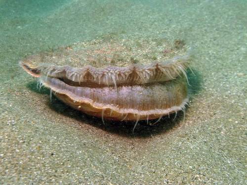 Great Scallop