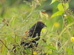 Centropus bengalensis