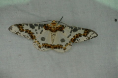 Biston panterinaria