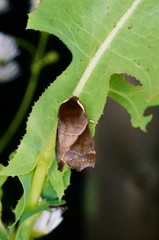 Gonoclostera timoniorum