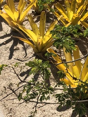 Ormosia arborea