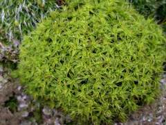 Syntrichia calcicola