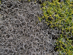 Euphorbia acanthothamnos