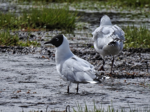 Andean Gull｜安第斯鸥 参考照片