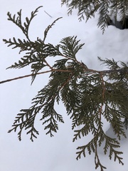 Thuja occidentalis