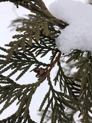 Thuja occidentalis