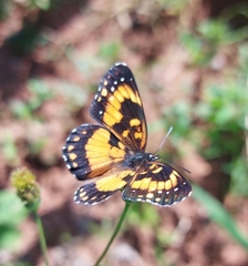 Chlosyne lacinia saundersi