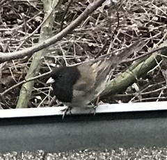 Junco hyemalis