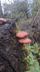 Gymnopilus thiersii