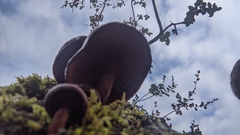 Gymnopilus thiersii
