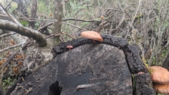 Gymnopilus thiersii