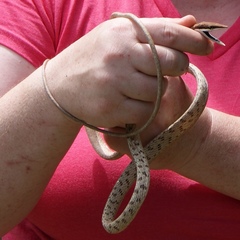 Oxybelis potosiensis