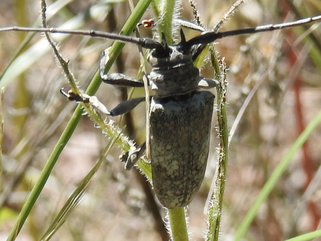 Southwestern Marbled Longhorn