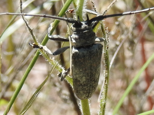Southwestern Marbled Longhorn